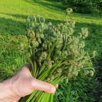 Папоротник орляк: древний деликатес Сибири под микроскопом специалистов ЦОК АПК Папоротник орляк: древний деликатес Сибири под микроскопом специалистов ЦОК АПК